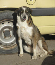 OUZY, Hund, Mischlingshund in Bulgarien - Bild 10