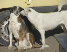 OUZY, Hund, Mischlingshund in Bulgarien - Bild 12
