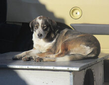 OUZY, Hund, Mischlingshund in Bulgarien - Bild 13