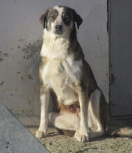 OUZY, Hund, Mischlingshund in Bulgarien - Bild 14
