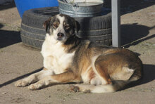 OUZY, Hund, Mischlingshund in Bulgarien - Bild 15