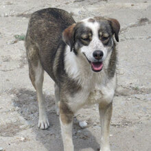 OUZY, Hund, Mischlingshund in Bulgarien - Bild 16