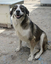 OUZY, Hund, Mischlingshund in Bulgarien - Bild 17
