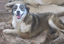 OUZY, Hund, Mischlingshund in Bulgarien - Bild 18
