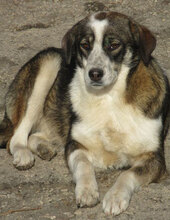 OUZY, Hund, Mischlingshund in Bulgarien - Bild 3