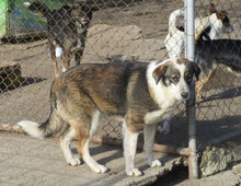 OUZY, Hund, Mischlingshund in Bulgarien - Bild 5