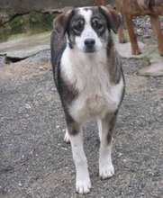 OUZY, Hund, Mischlingshund in Bulgarien - Bild 6