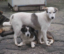 OUZY, Hund, Mischlingshund in Bulgarien - Bild 7