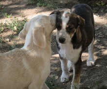 OUZY, Hund, Mischlingshund in Bulgarien - Bild 8