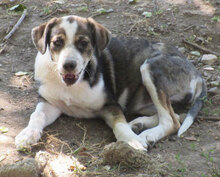 OUZY, Hund, Mischlingshund in Bulgarien - Bild 9