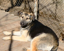 CLARITA, Hund, Deutscher Schäferhund-Mix in Bulgarien - Bild 1