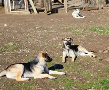 CLARITA, Hund, Deutscher Schäferhund-Mix in Bulgarien - Bild 7