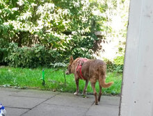 ZIKO, Hund, Mischlingshund in Neuenkirchen - Bild 14