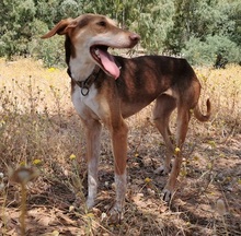 TOFFEE, Hund, Podenco-Mix in Spanien - Bild 8