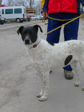 NAPIRAI, Hund, Mischlingshund in Bulgarien - Bild 2