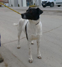 NAPIRAI, Hund, Mischlingshund in Bulgarien - Bild 3