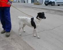 NAPIRAI, Hund, Mischlingshund in Bulgarien - Bild 4