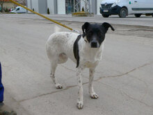 NAPIRAI, Hund, Mischlingshund in Bulgarien - Bild 5
