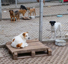 NAPIRAI, Hund, Mischlingshund in Bulgarien - Bild 7