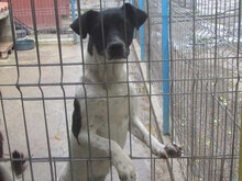 NAPIRAI, Hund, Mischlingshund in Bulgarien - Bild 8