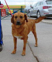 TRISHA, Hund, Mischlingshund in Bulgarien - Bild 1