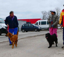 TRISHA, Hund, Mischlingshund in Bulgarien - Bild 10