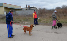 TRISHA, Hund, Mischlingshund in Bulgarien - Bild 11