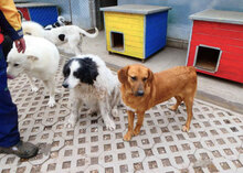 TRISHA, Hund, Mischlingshund in Bulgarien - Bild 12