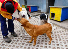 TRISHA, Hund, Mischlingshund in Bulgarien - Bild 13