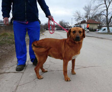 TRISHA, Hund, Mischlingshund in Bulgarien - Bild 2