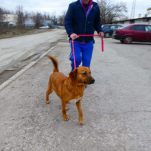 TRISHA, Hund, Mischlingshund in Bulgarien - Bild 3