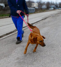 TRISHA, Hund, Mischlingshund in Bulgarien - Bild 4
