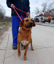 TRISHA, Hund, Mischlingshund in Bulgarien - Bild 5