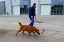 TRISHA, Hund, Mischlingshund in Bulgarien - Bild 7