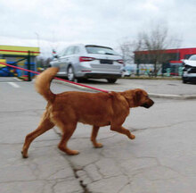 TRISHA, Hund, Mischlingshund in Bulgarien - Bild 8