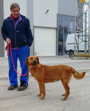 TRISHA, Hund, Mischlingshund in Bulgarien - Bild 9