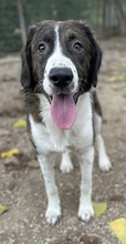 MADISON, Hund, Mischlingshund in Griechenland - Bild 11