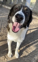 MADISON, Hund, Mischlingshund in Griechenland - Bild 18