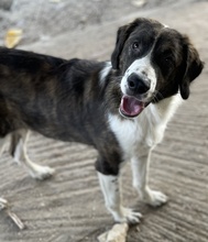 MADISON, Hund, Mischlingshund in Griechenland - Bild 19
