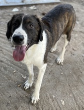 MADISON, Hund, Mischlingshund in Griechenland - Bild 21