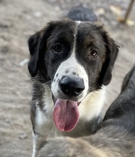 MADISON, Hund, Mischlingshund in Griechenland - Bild 7