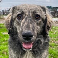 SAVANNAH, Hund, Mischlingshund in Griechenland - Bild 1
