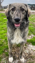 SAVANNAH, Hund, Mischlingshund in Griechenland - Bild 10