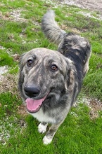 SAVANNAH, Hund, Mischlingshund in Griechenland - Bild 11