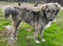 SAVANNAH, Hund, Mischlingshund in Griechenland - Bild 2