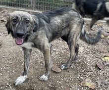 SAVANNAH, Hund, Mischlingshund in Griechenland - Bild 22