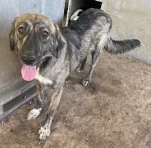 SAVANNAH, Hund, Mischlingshund in Griechenland - Bild 24
