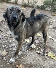 SAVANNAH, Hund, Mischlingshund in Griechenland - Bild 27