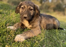 SAVANNAH, Hund, Mischlingshund in Griechenland - Bild 30