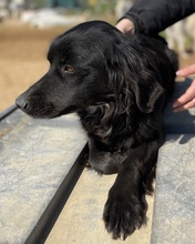LUDOVICA, Hund, Mischlingshund in Griechenland - Bild 2